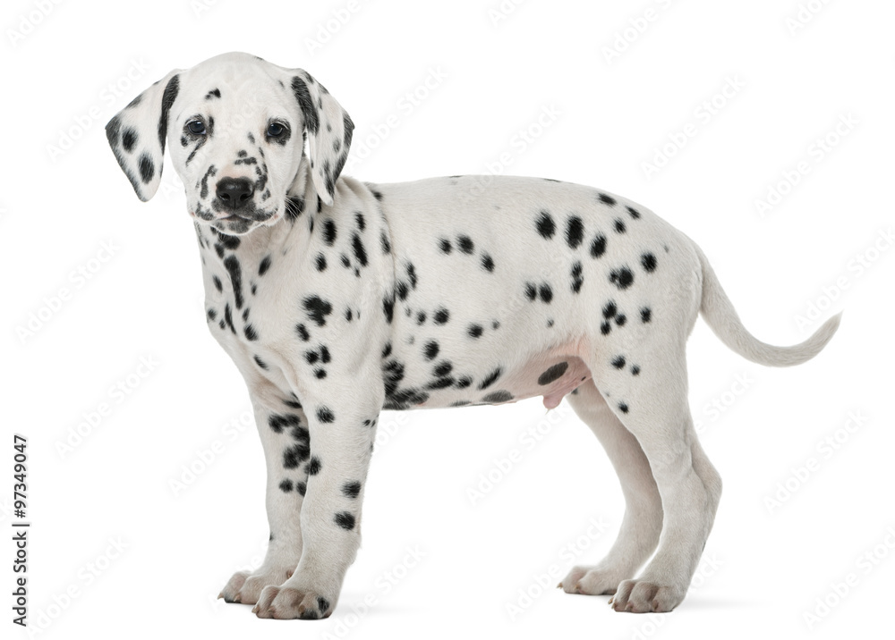 Dalmatian puppy standing in front of a white background
