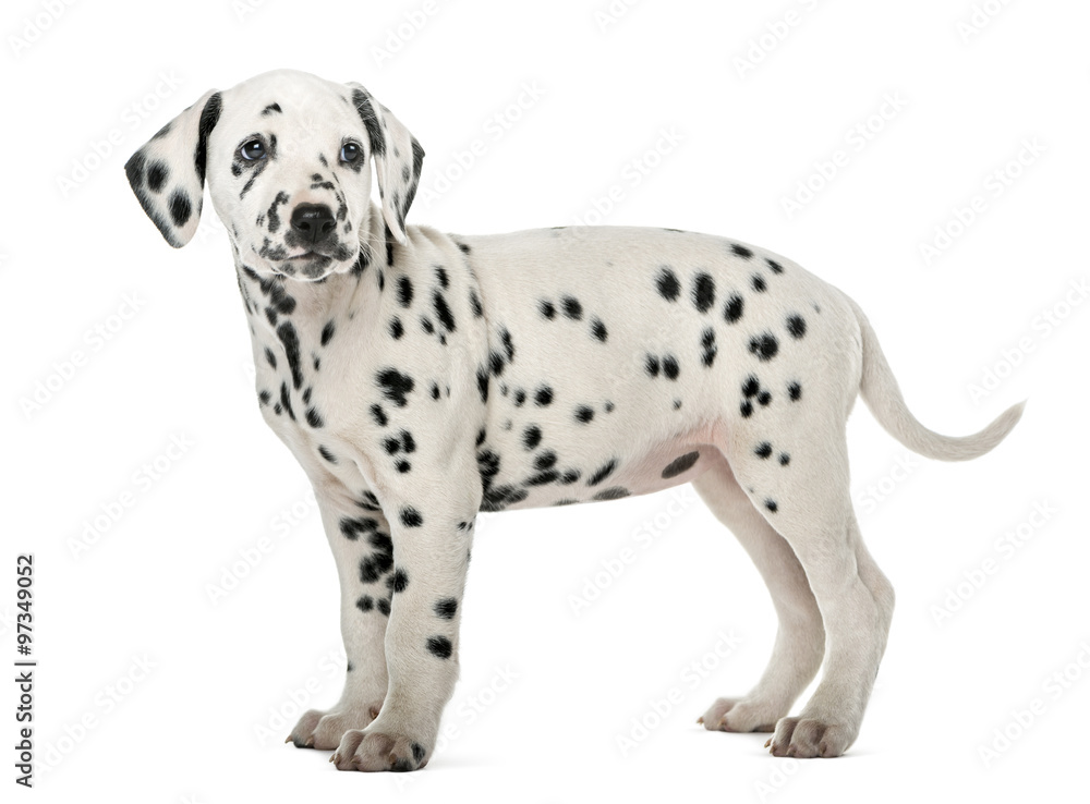 custom made wallpaper toronto digitalDalmatian puppy standing in front of a white background