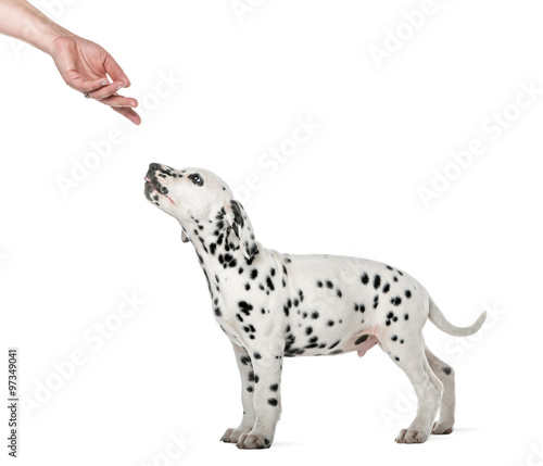 Dalmatian puppy standing and sniffing a hand