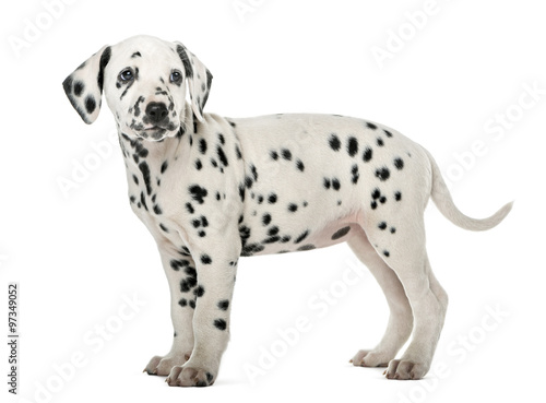 Wallpaper Mural Dalmatian puppy standing in front of a white background Torontodigital.ca