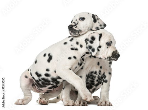 Two Dalmatian puppies cuddling in front of a white background