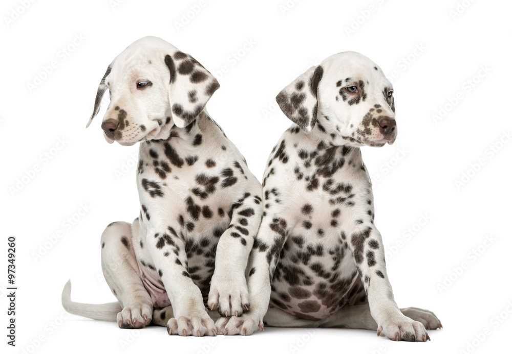 Two Dalmatian puppies in front of a white background