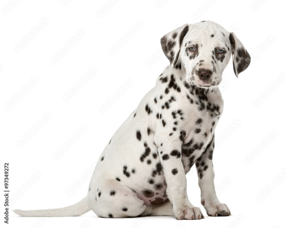 Dalmatian puppy sitting in front of a white background Dalmatian puppy sitting in front of a white background