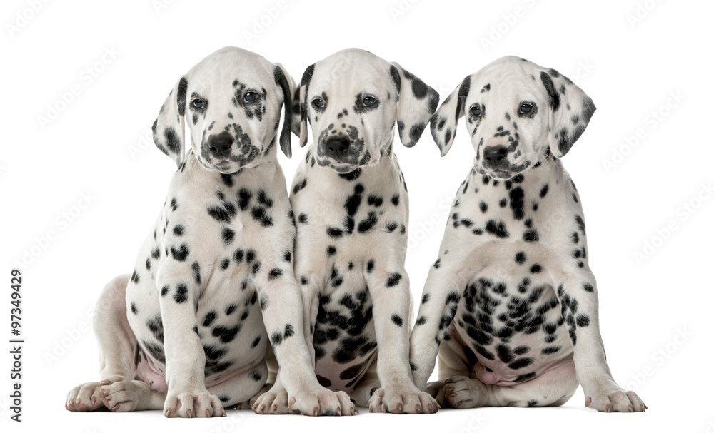 Three Dalmatian puppies sitting in front of a white background
