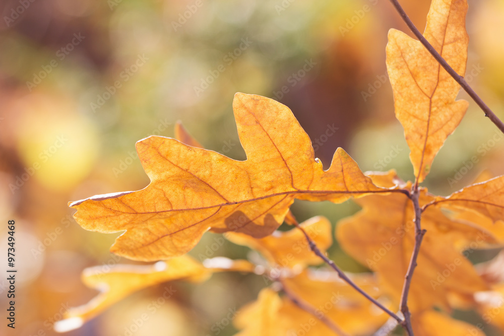Autumn oak leaves