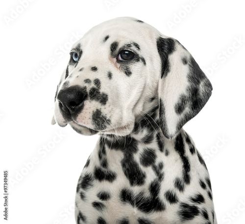 Close-up of a Dalmatian puppy in front of a white background