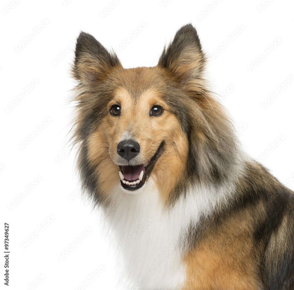Close-up of a Shetland Sheepdog in front of a white background Close-up of a Shetland Sheepdog in front of a white background