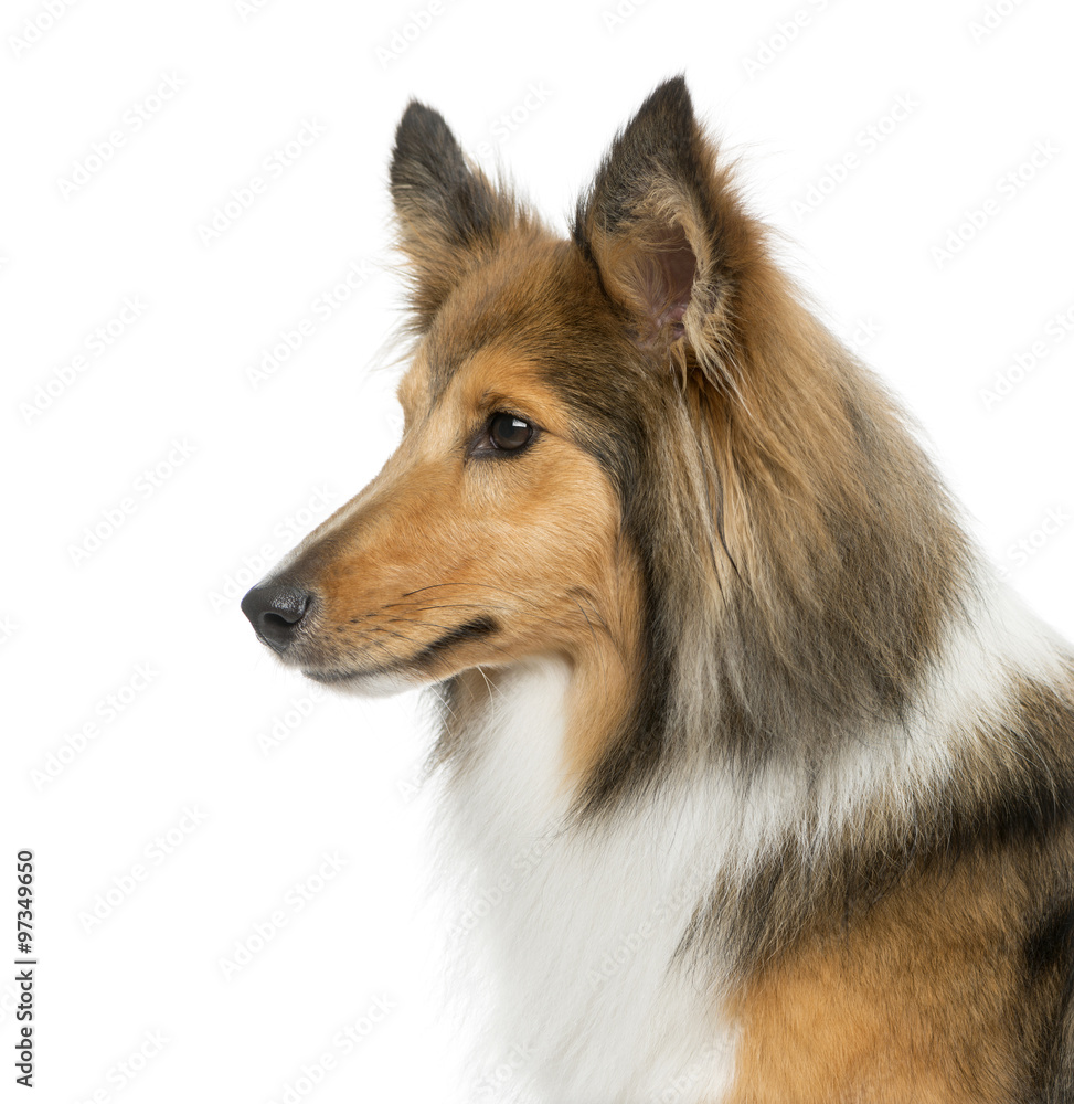 Close-up of a Shetland Sheepdog in front of a white background