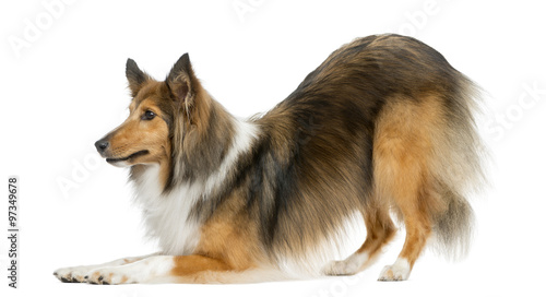 Fototapeta Naklejka Na Ścianę i Meble -  Shetland Sheepdog bowing in front of a white background