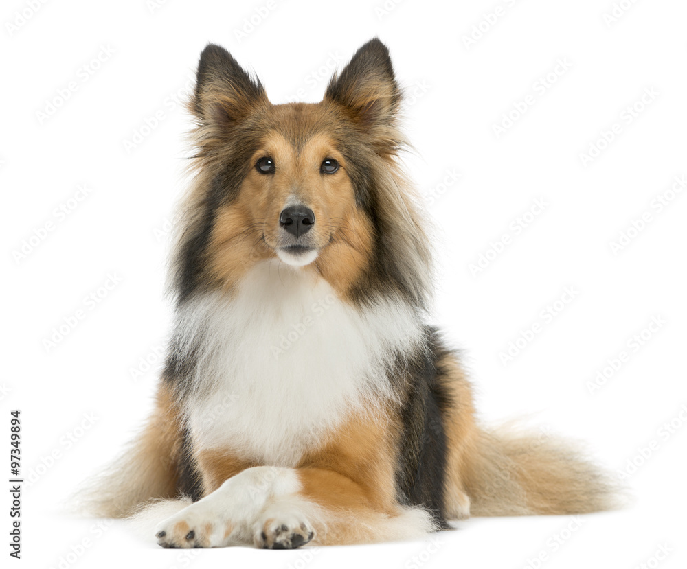 Shetland Sheepdog lying in front of a white background Shetland Sheepdog lying in front of a white background