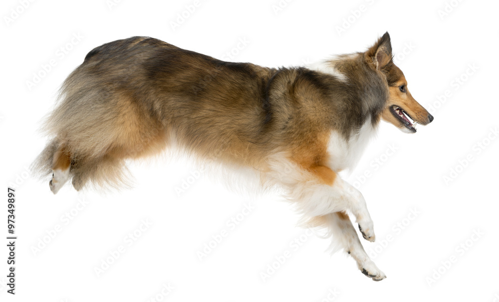 Shetland Sheepdog jumping in front of a white background Shetland Sheepdog jumping in front of a white background