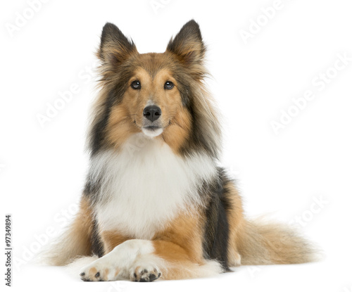 Fototapeta Naklejka Na Ścianę i Meble -  Shetland Sheepdog lying in front of a white background