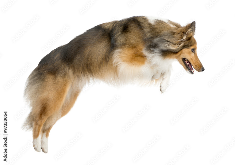 Shetland Sheepdog jumping in front of a white background Shetland Sheepdog jumping in front of a white background