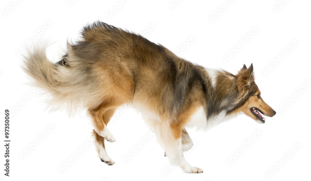 Shetland Sheepdog jumping in front of a white background Shetland Sheepdog jumping in front of a white background