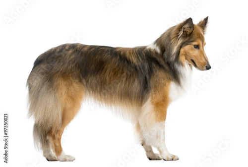 Shetland Sheepdog jumping in front of a white background