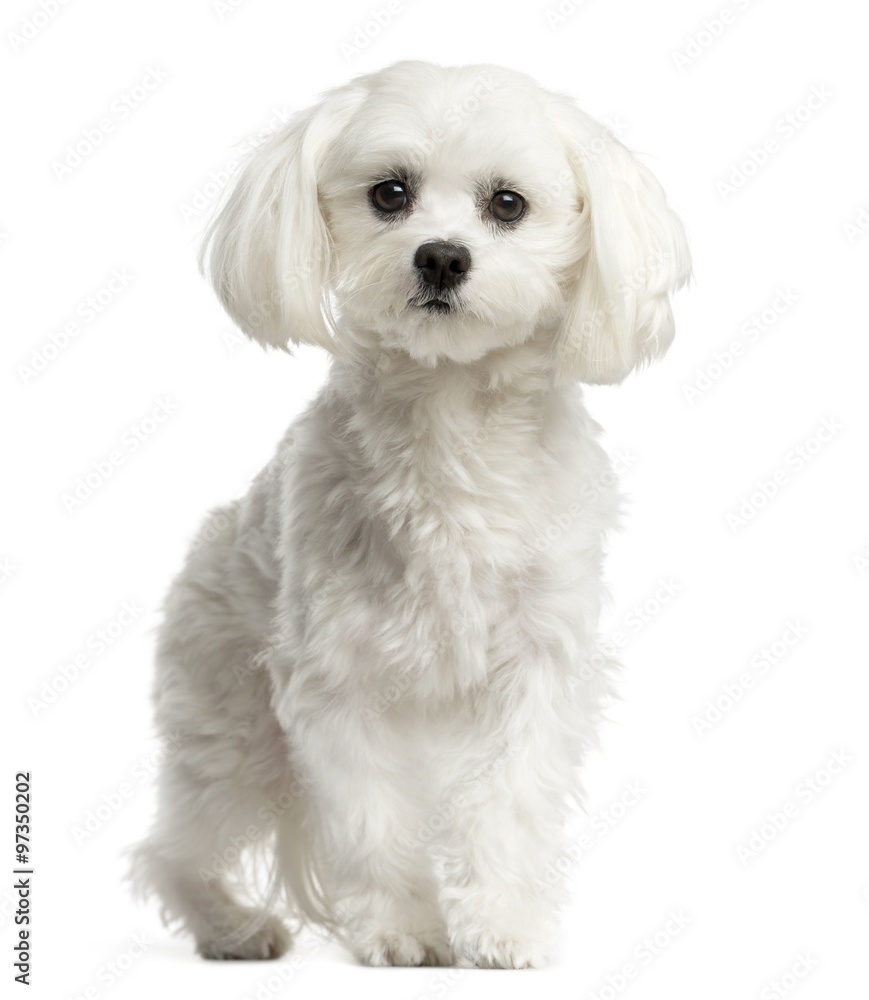 Maltese sitting in front of a white background