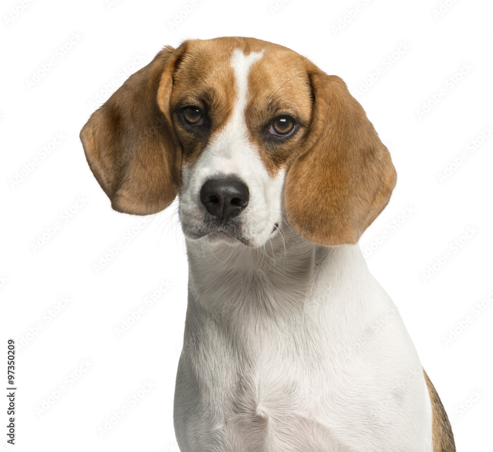 Close-up of a Beagle in front of a white background