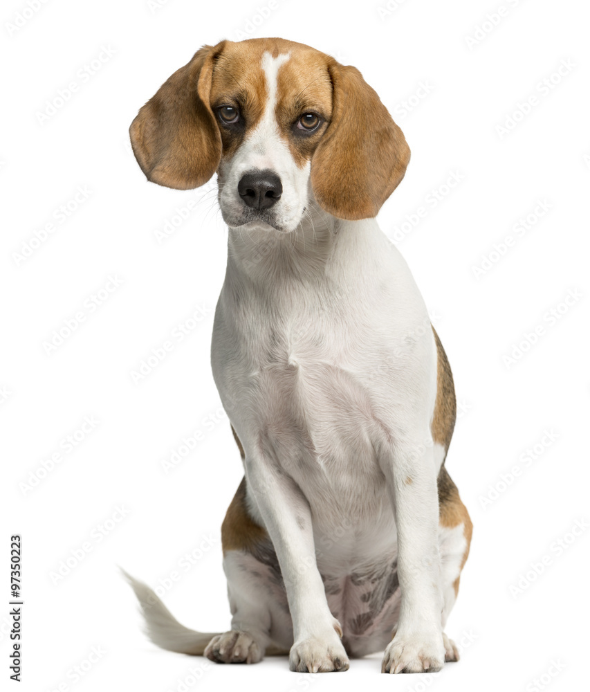 Beagle sitting in front of a white background