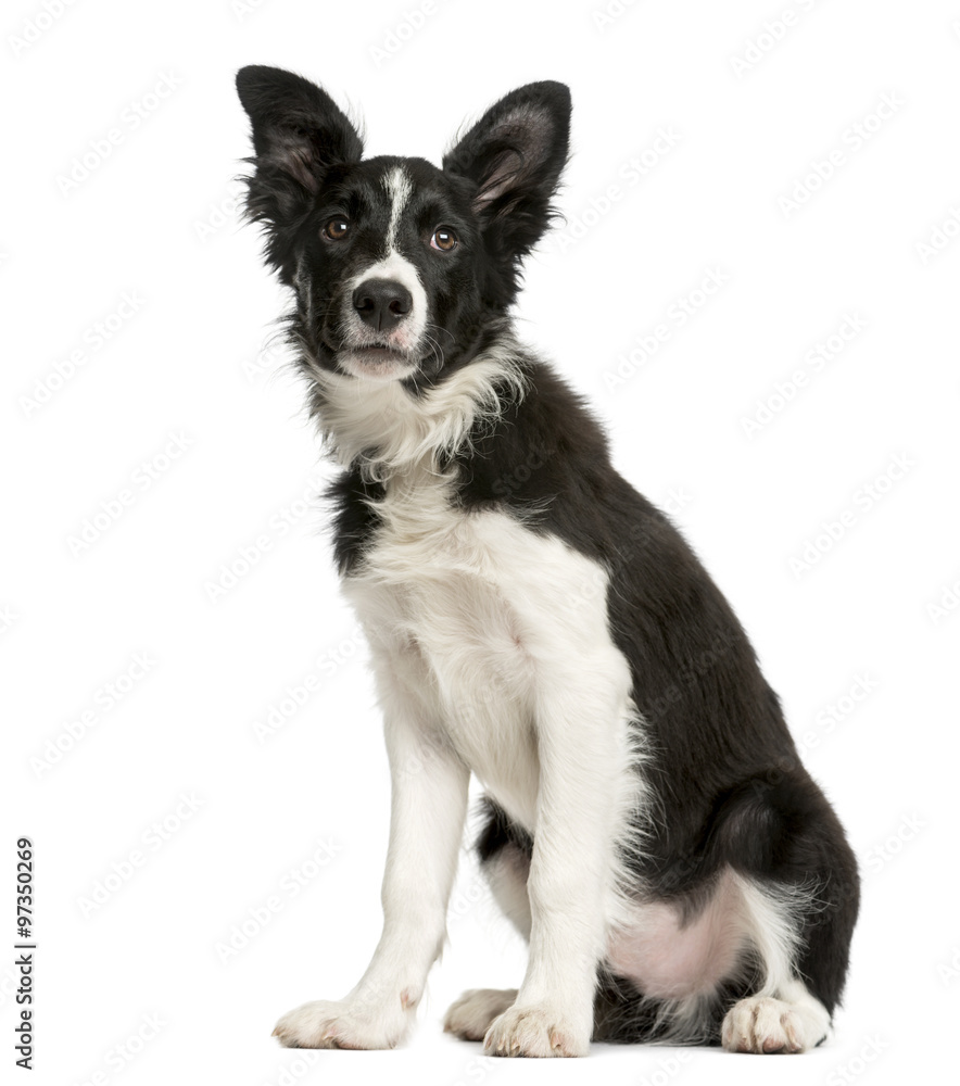 Border Collie puppy sitting in front of a white background