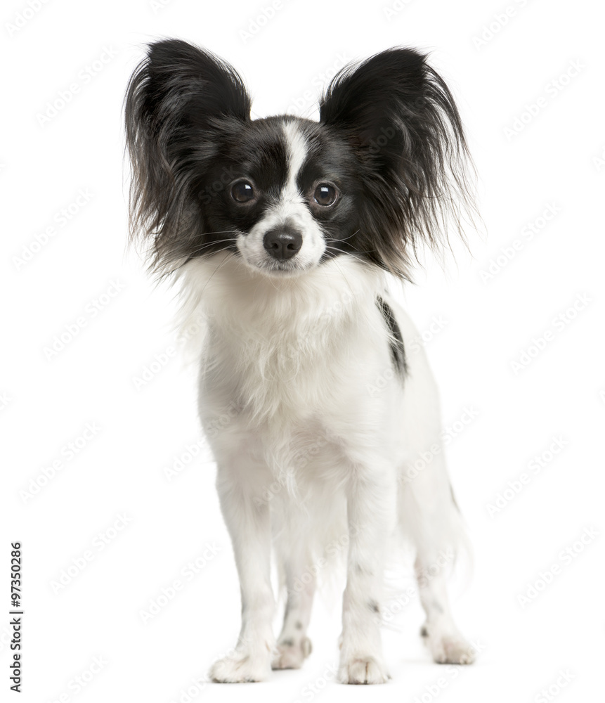 Papillon standing in front of a white background Papillon standing in front of a white background