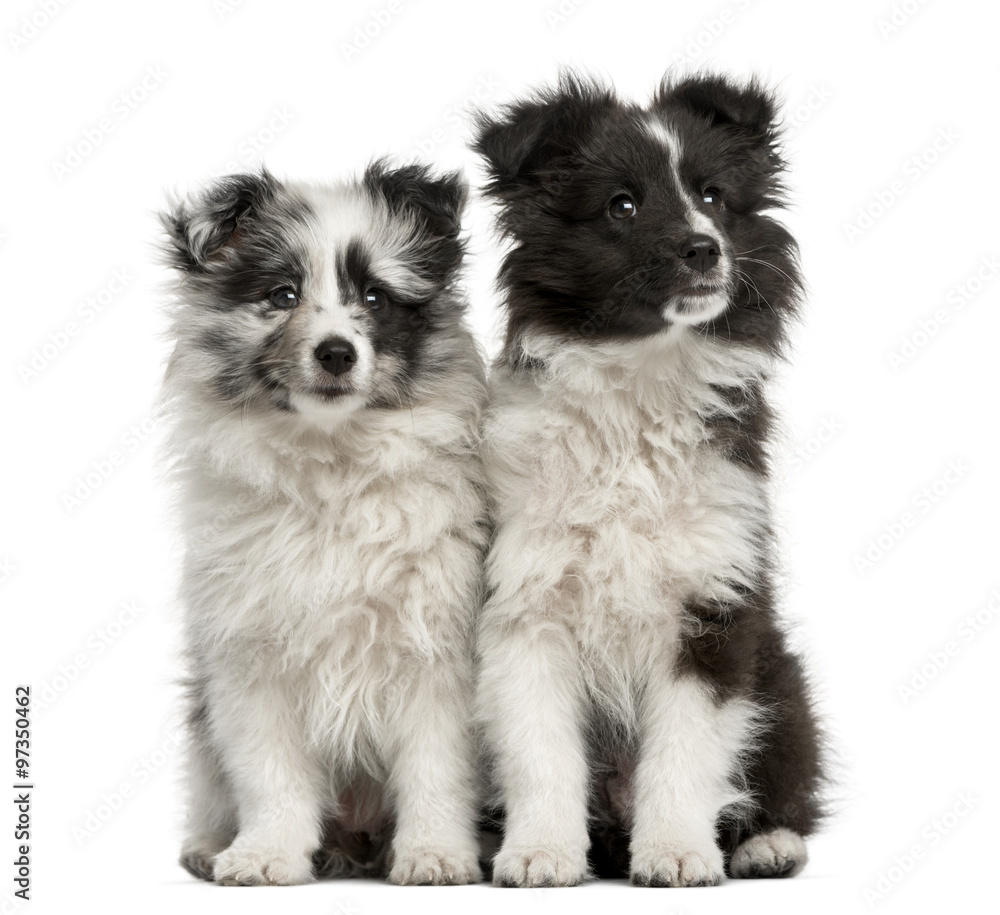 Obraz premium Shetland Sheepdog puppies sitting