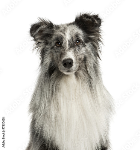 Fototapeta Naklejka Na Ścianę i Meble -  Close-up of a Shetland Sheepdog in front of a white background