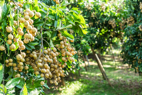 Longan orchards - Tropical fruits young longan in Lamphun, Thail photo
