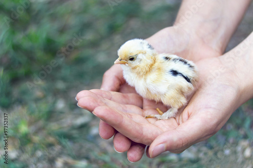 Chick in girl's hands