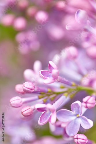 Beautiful lilac flowers © Nik_Merkulov