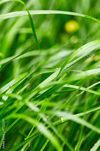 Grass with drops of water