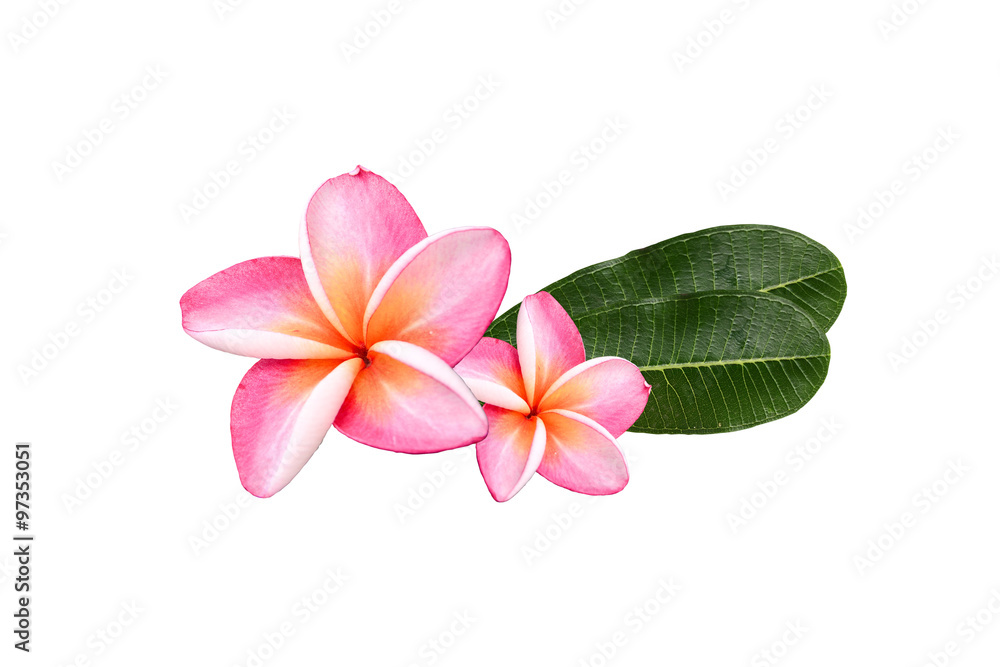 Obraz premium plumeria flowers color nature background blossom isolated