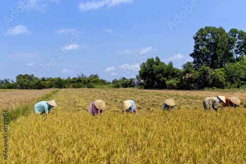 The women harvesting rice in Tien Giang province of Vietnam.