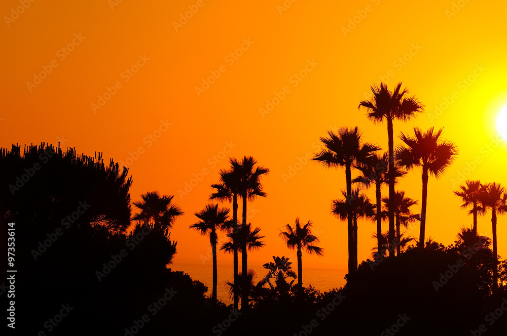 Amazing landscape of palm trees in sunset