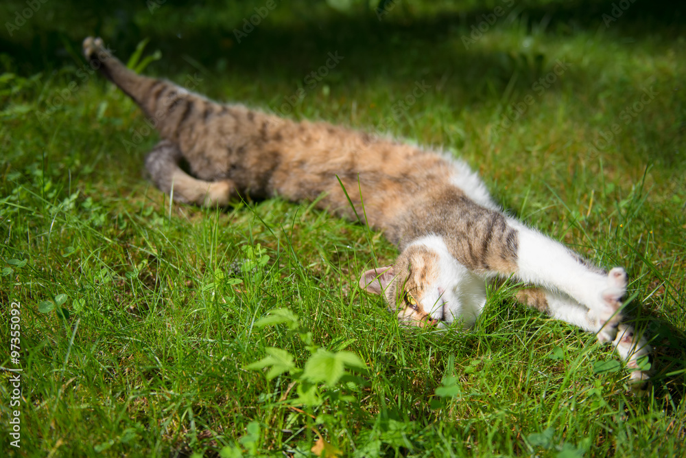 Fototapeta premium Cat resting lying on the grass