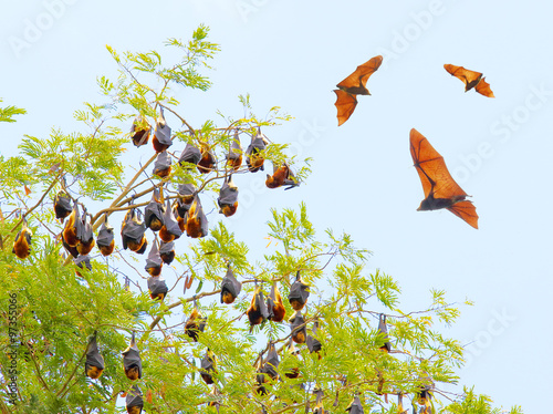 Flying Fox over a Jardin de Pamplemousses (SSR Botanic Garden) on Mauritius Island. photo