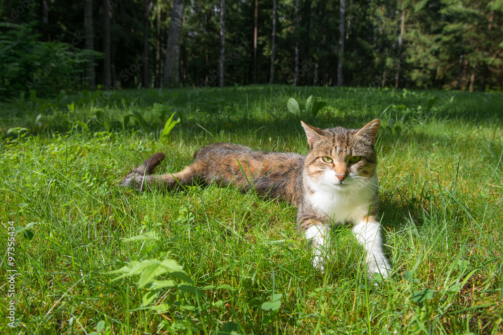Fototapeta premium Cat resting lying on the grass