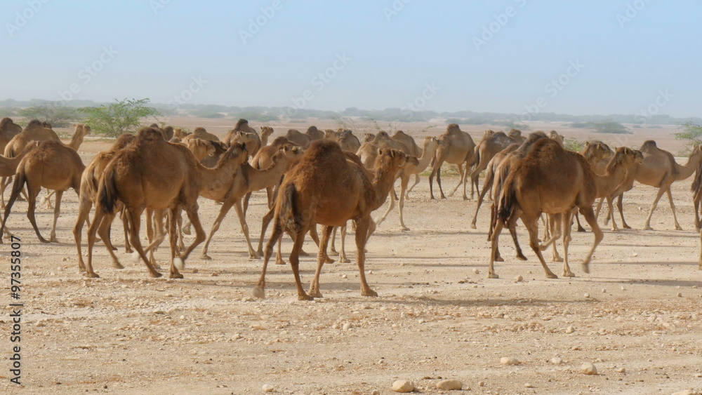 Herd of camels walking in oman desert medium shot 4K UHD Herd of camels walking in oman desert medium shot 4K UHD