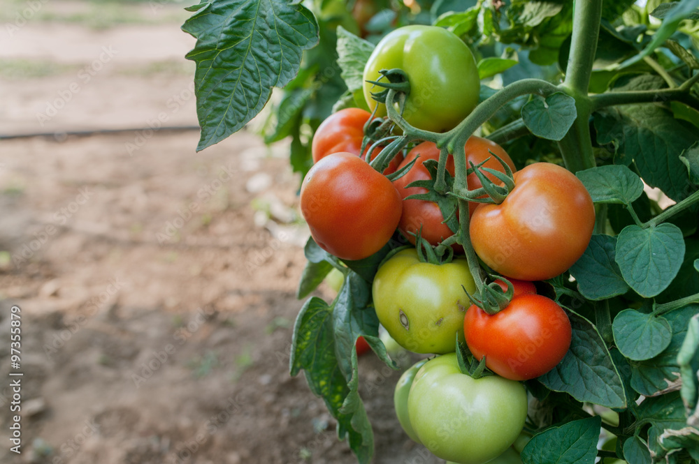tomatoes 5 tomatoes 5