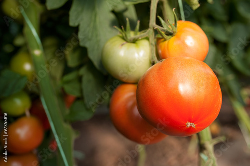 tomatoes 7