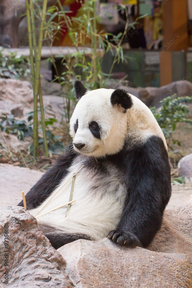 Fototapeta premium Giant panda bear