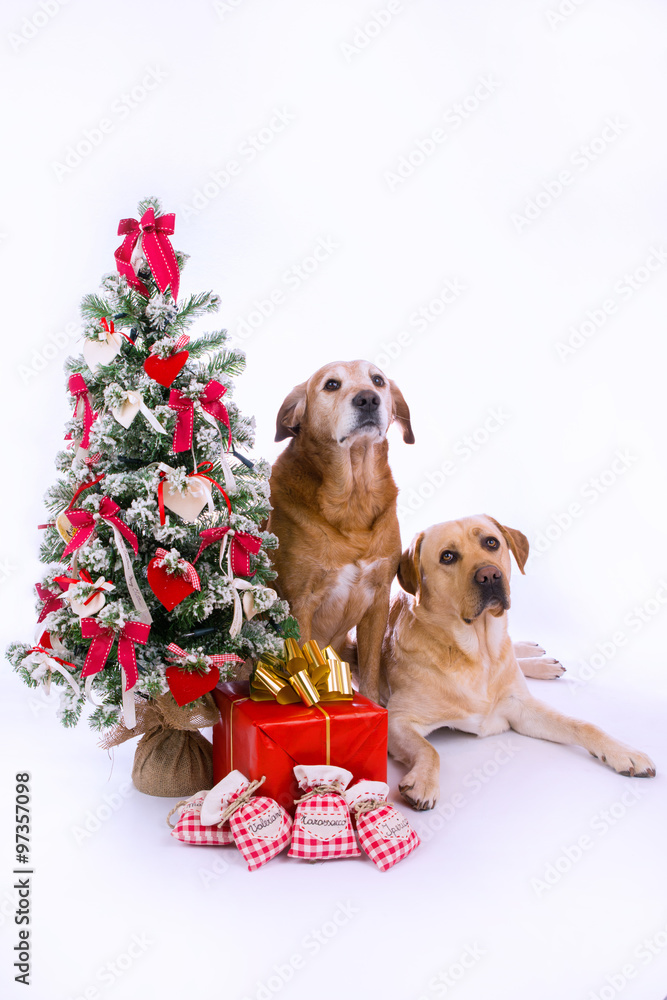 Cani Labrador con albero di Natale e regali