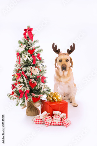 Obraz na płótnie Labrador con orecchie da renna con albero di Natale e regali w salonie