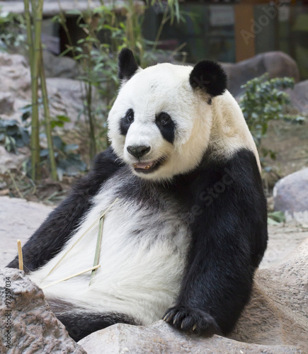 Panda bear eating bamboo © Suphatthra China