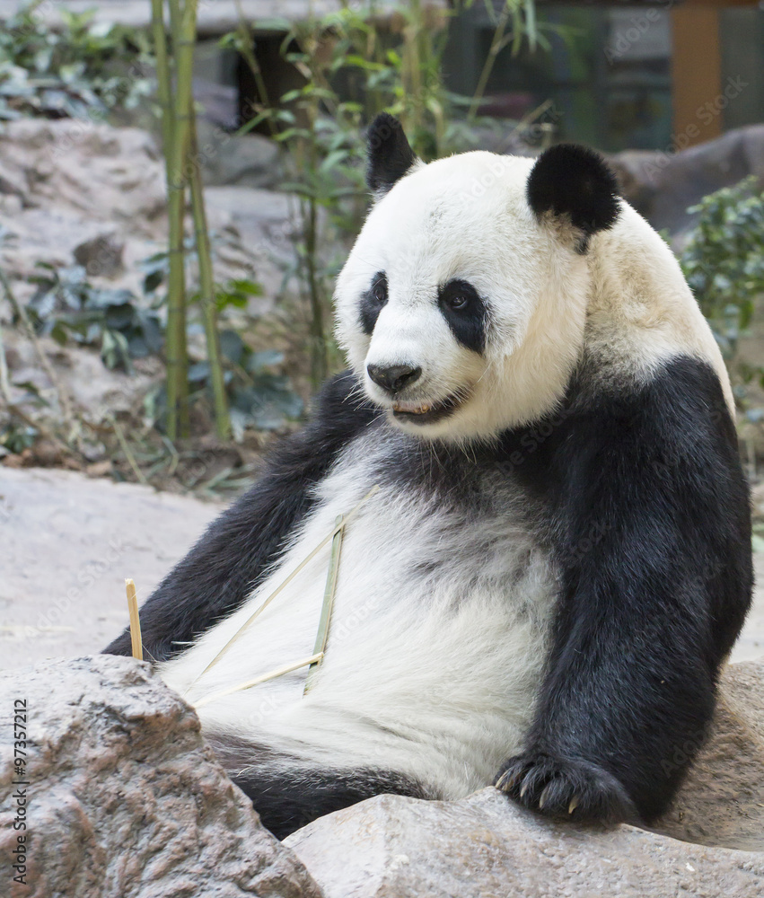 Obraz premium Panda bear eating bamboo