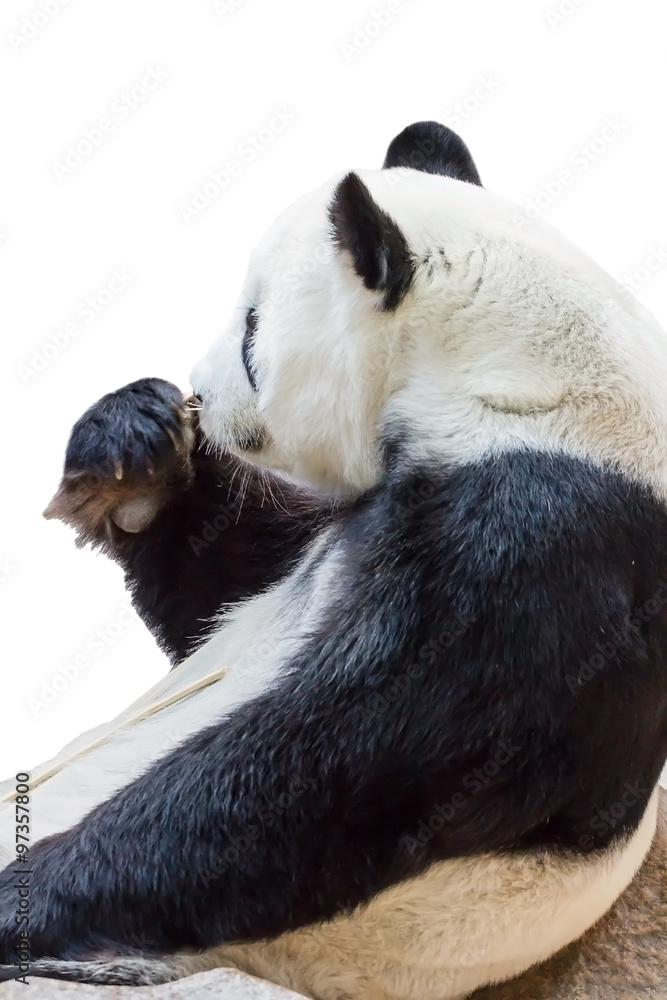 Naklejka premium Panda bear isolated on white background