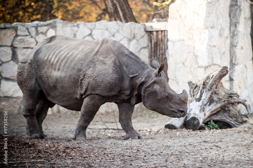 Obraz premium rhinoceros at the zoo