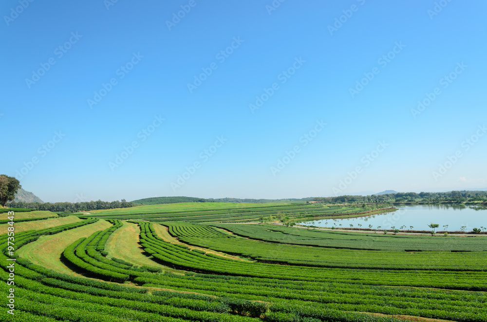 tea plantation at Singha Park,Chiang Rai Thailand