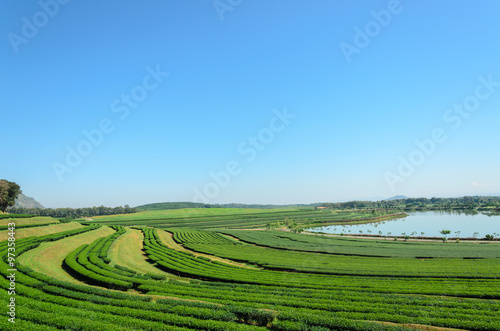 tea plantation at Singha Park Chiang Rai Thailand