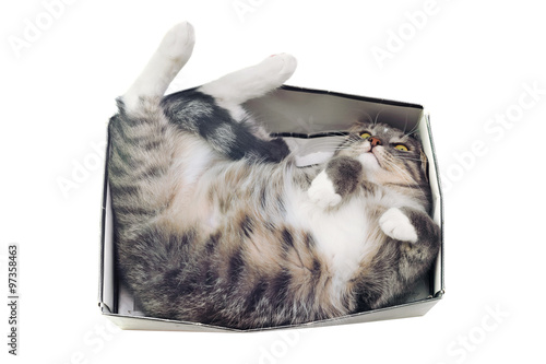 cat lying in box on white background
