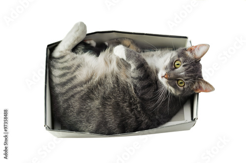 cat lying in box on white background
